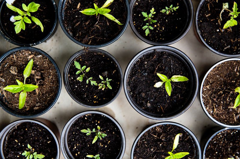 Partenariat dans le domaine de la phytoremédiation, phytostabilisation, amélioration des sols et la production de terres végétales de substitution