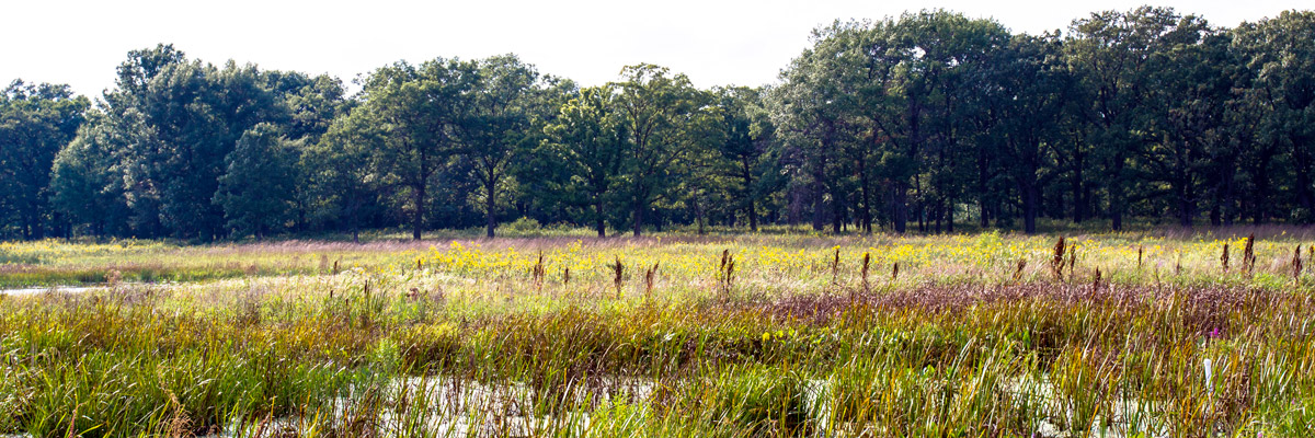 lagunare-marais-reconstitues Une étendue de hautes herbes et de fleurs jaunes s'étend devant une lisière d'arbres verts, formant un marais reconstitué sous un ciel clair et lumineux.