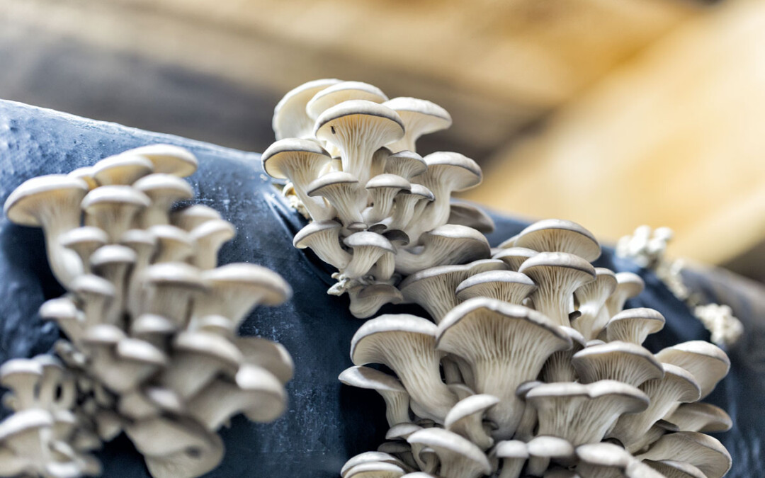 Mycoremediation
