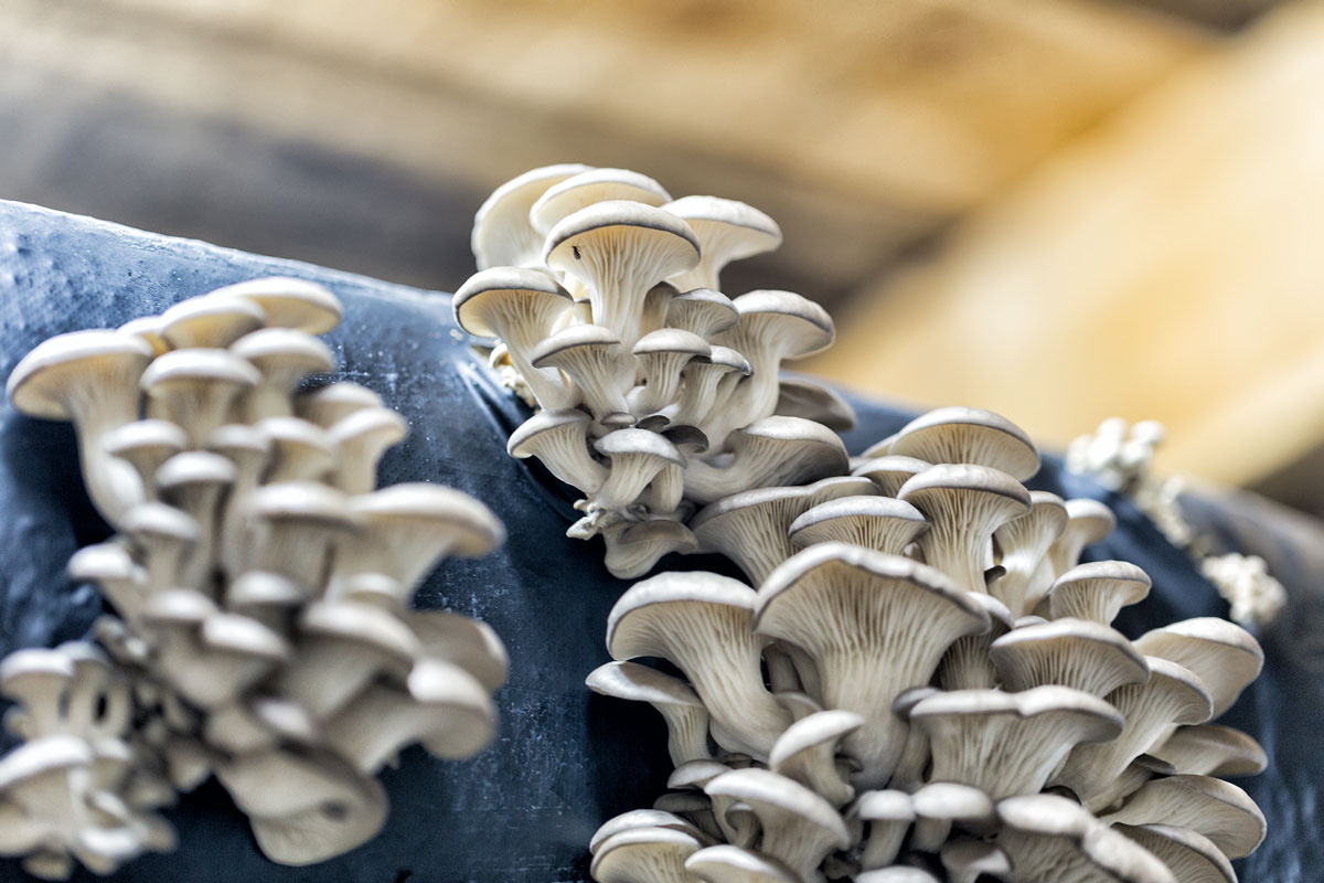 mycromediation-g Des grappes de champignons blancs aux chapeaux arrondis, semblables à des pleurotes, poussent en cascade sur un support sombre, dans un cadre flou à l'arrière-plan.