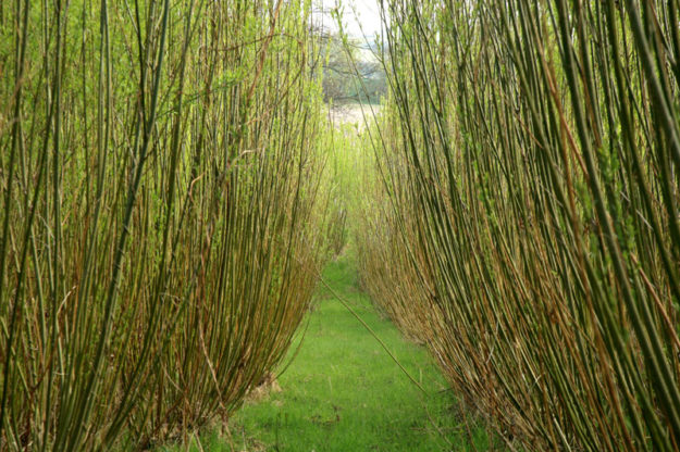 phytoremediation-g
