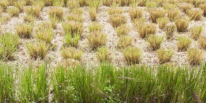 phytotraitement-lits-evapotranspiration-g