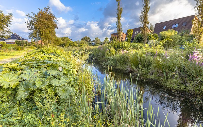 Fossé végétalisé de gestion des eaux pluviales bordé de plantes et d'arbres, avec des habitations en arrière-plan sous un ciel nuageux.