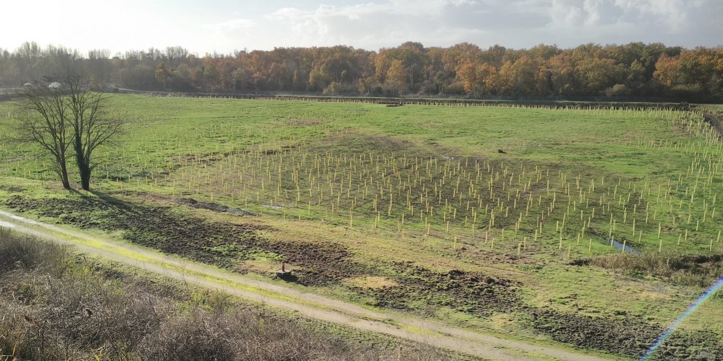 ©Microhumus-phytoremediation-phytostabilisation