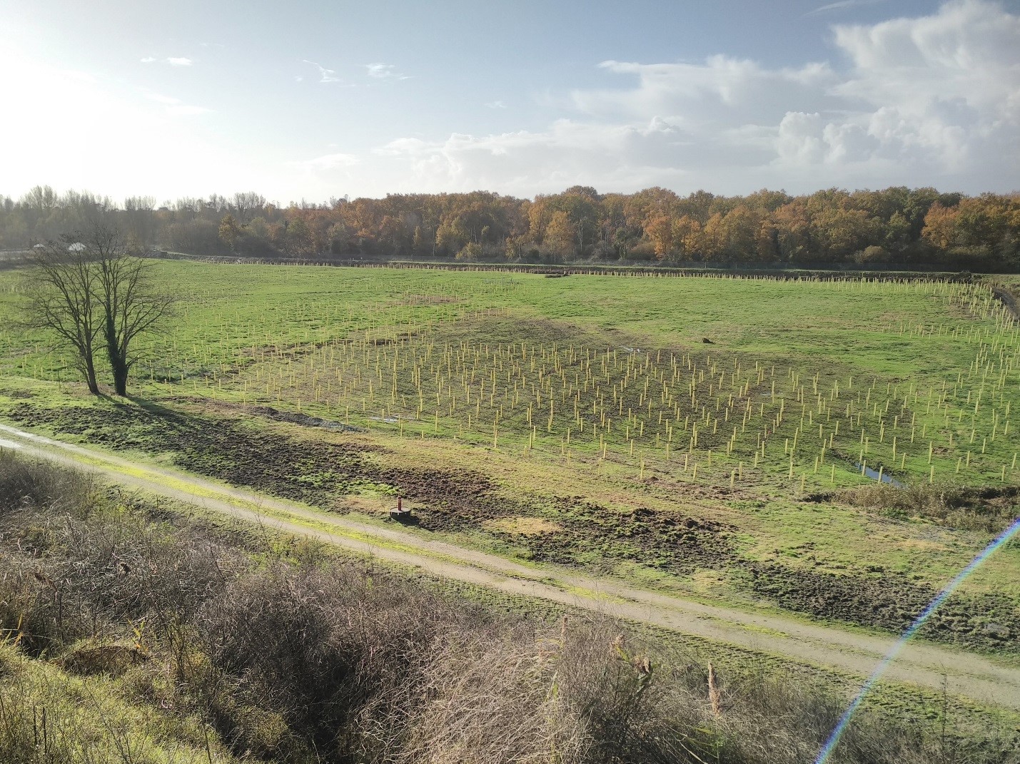 ©Microhumus-phytoremediation-phytostabilisation Un champ récemment planté de jeunes pousses alignées en rangées s'étend jusqu'à une forêt aux couleurs automnales, sous un ciel nuageux.