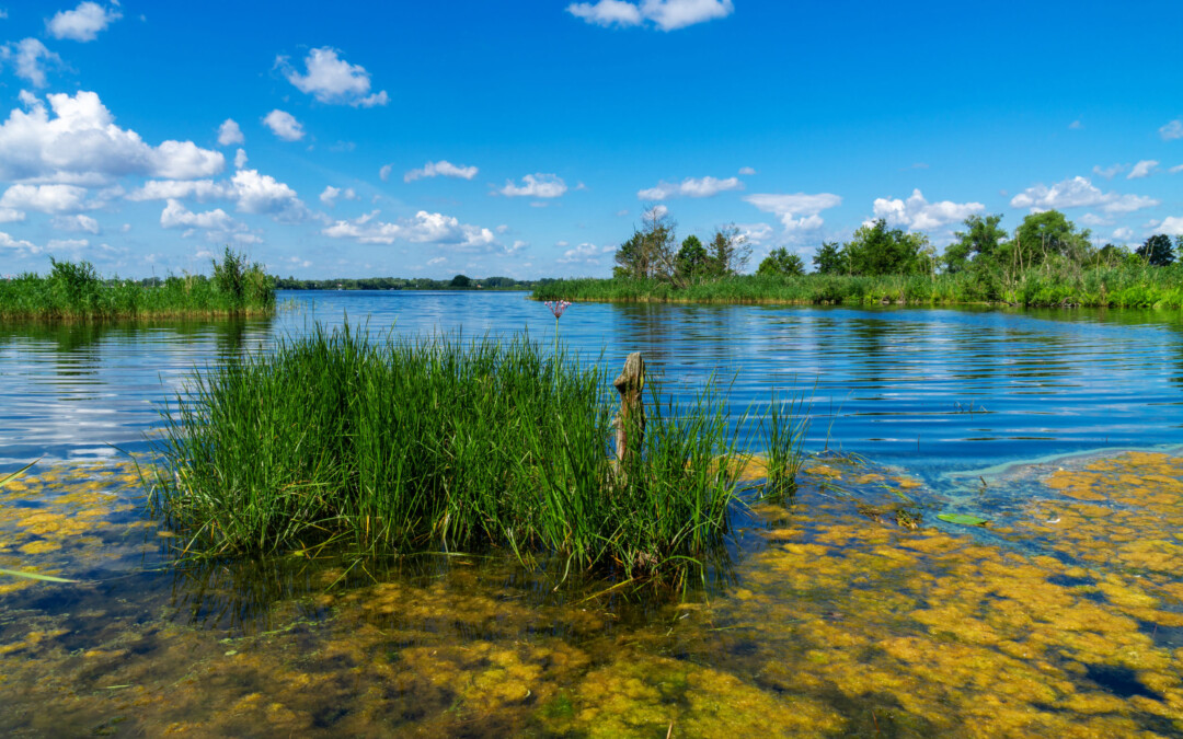 Elimination « naturelle » du phosphore dans les eaux : tests pilotes
