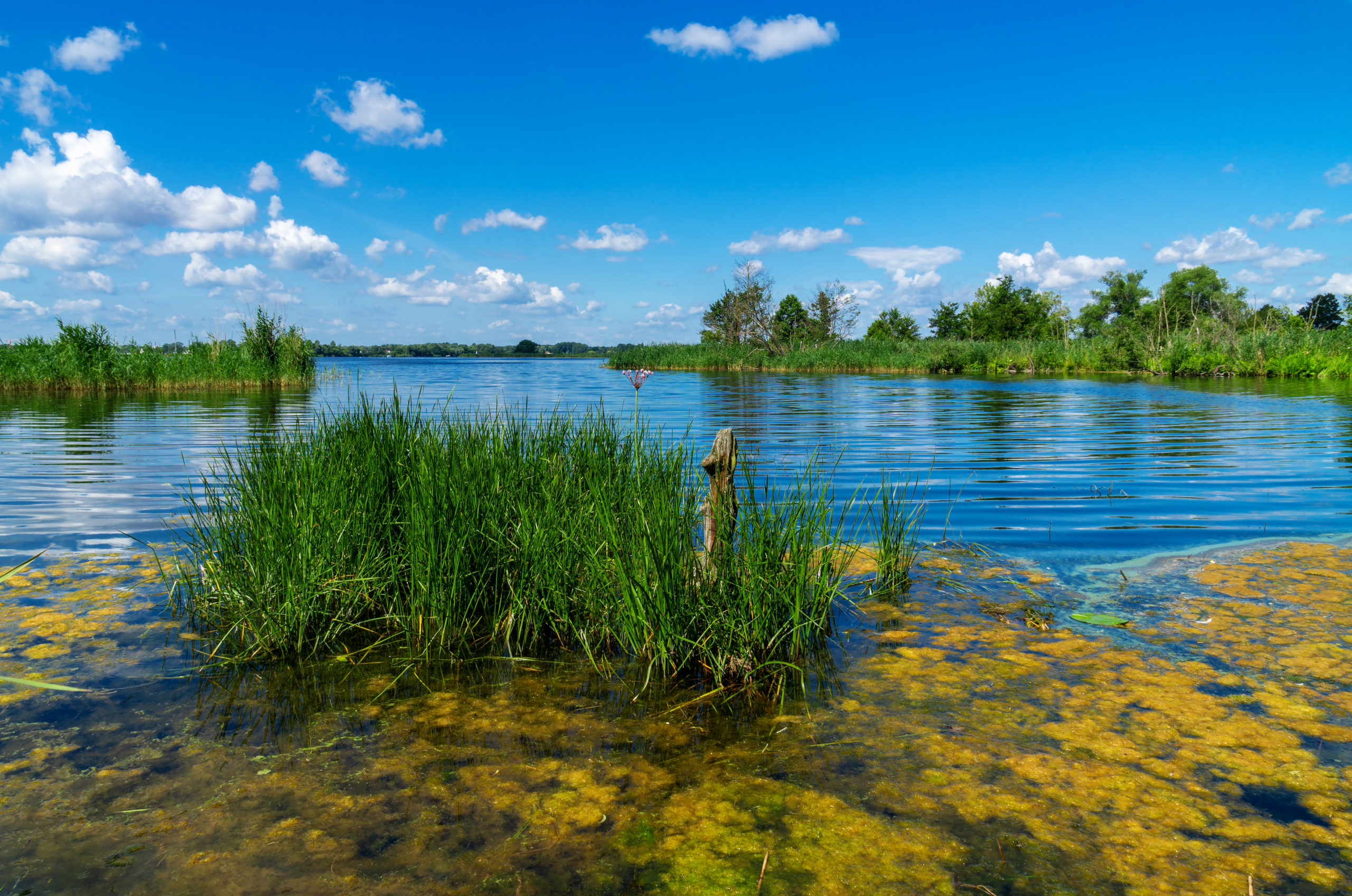 Naturem Solutions_Elimination naturelle du phosphore dans les eaux