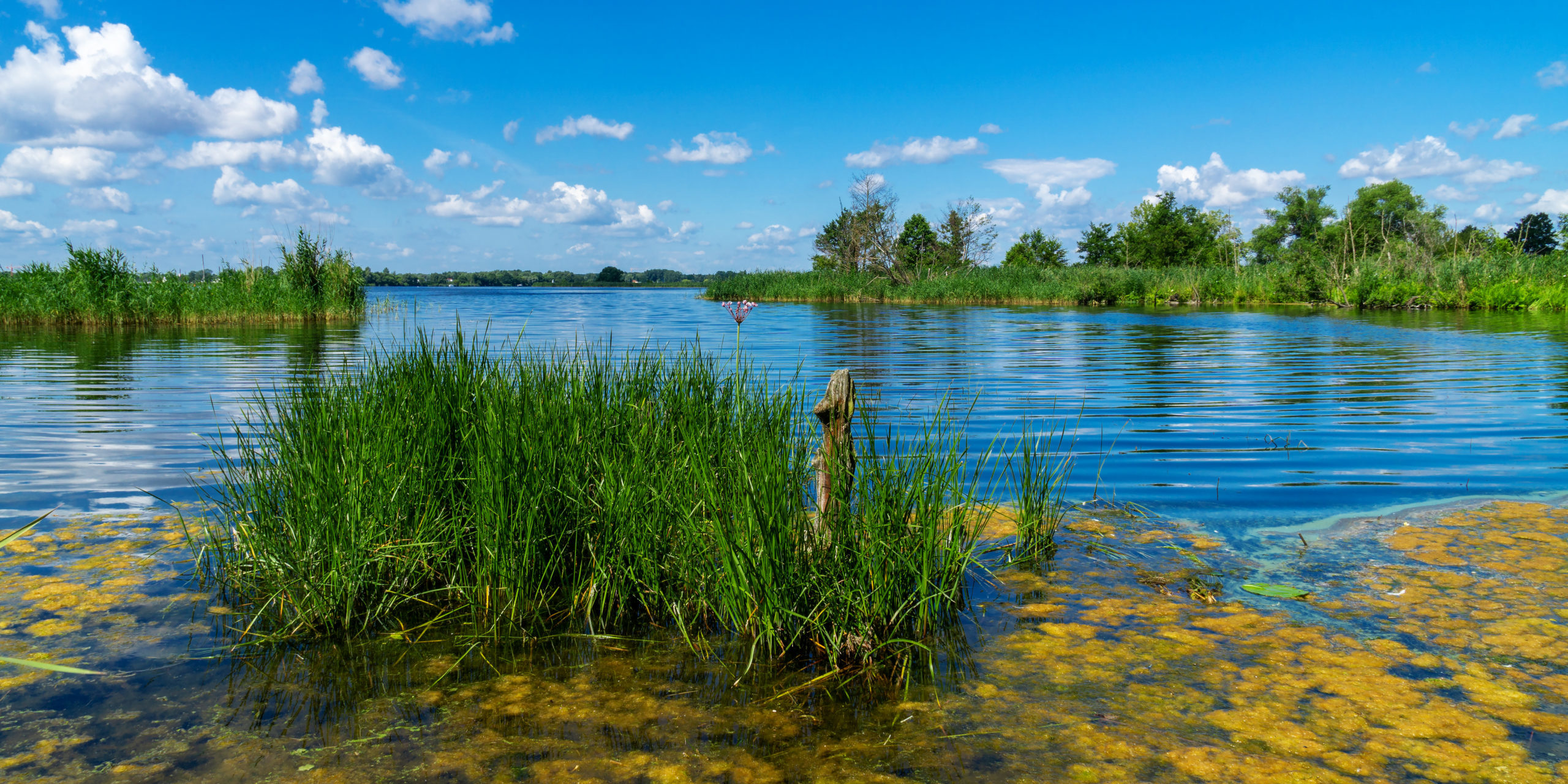 Naturem Solutions_Elimination naturelle du phosphore dans les eaux