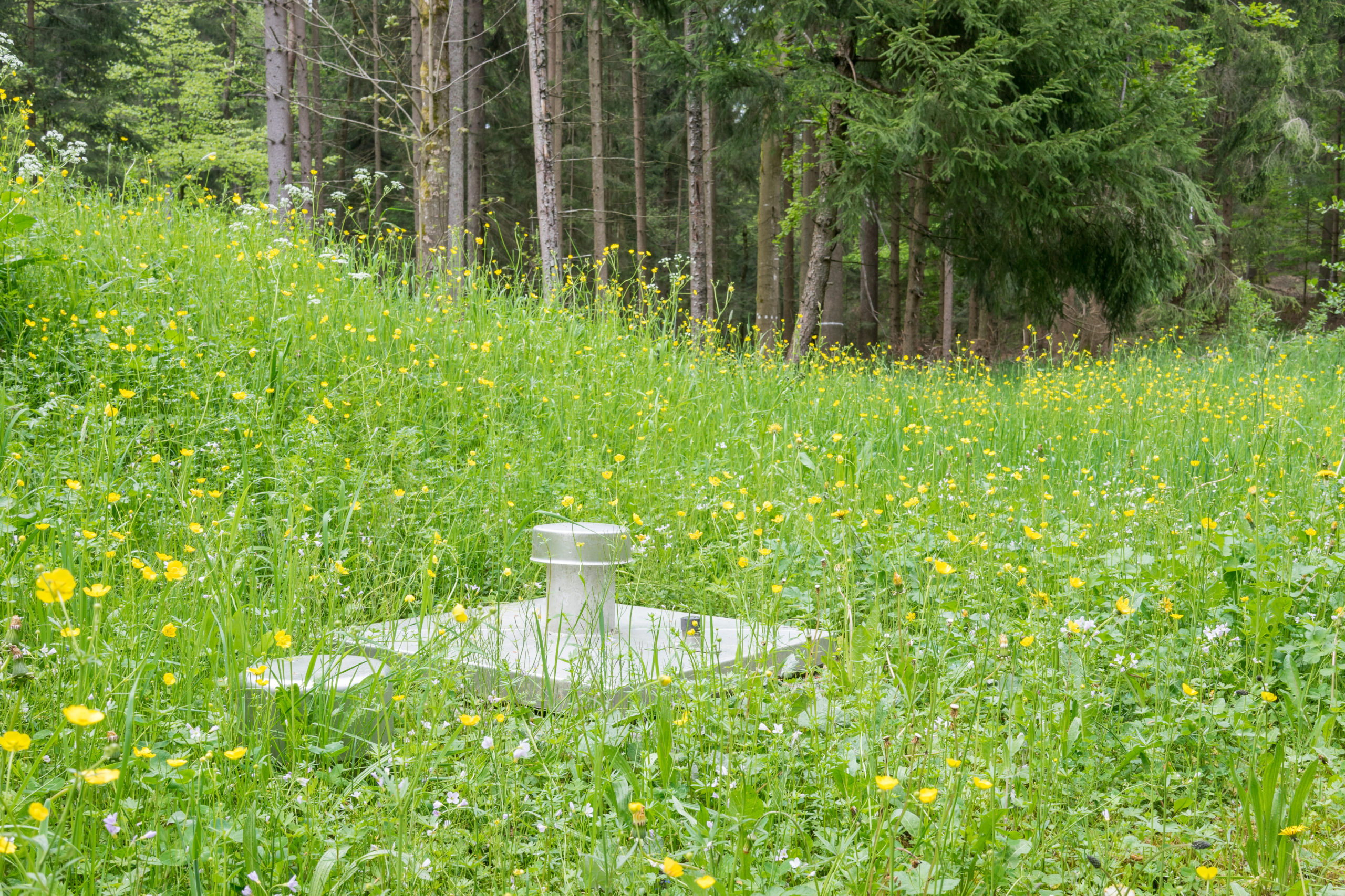 Une prairie fleurie de renoncules jaunes et d'herbes hautes borde une forêt de conifères, avec un petit dispositif de mesure blanc planté au sol.