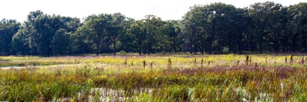 Wetland at Middlefork Savanna Forest Preserve in Lake County, Illinois