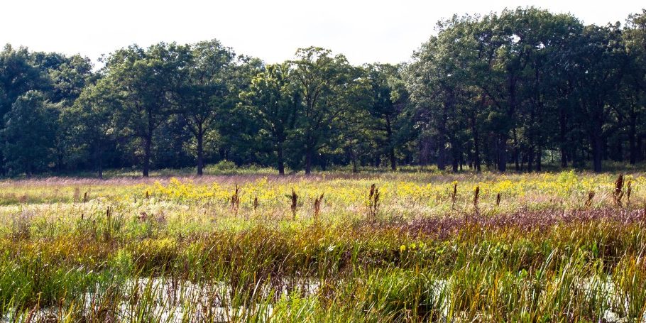 Wetland at Middlefork Savanna Forest Preserve in Lake County, Illinois