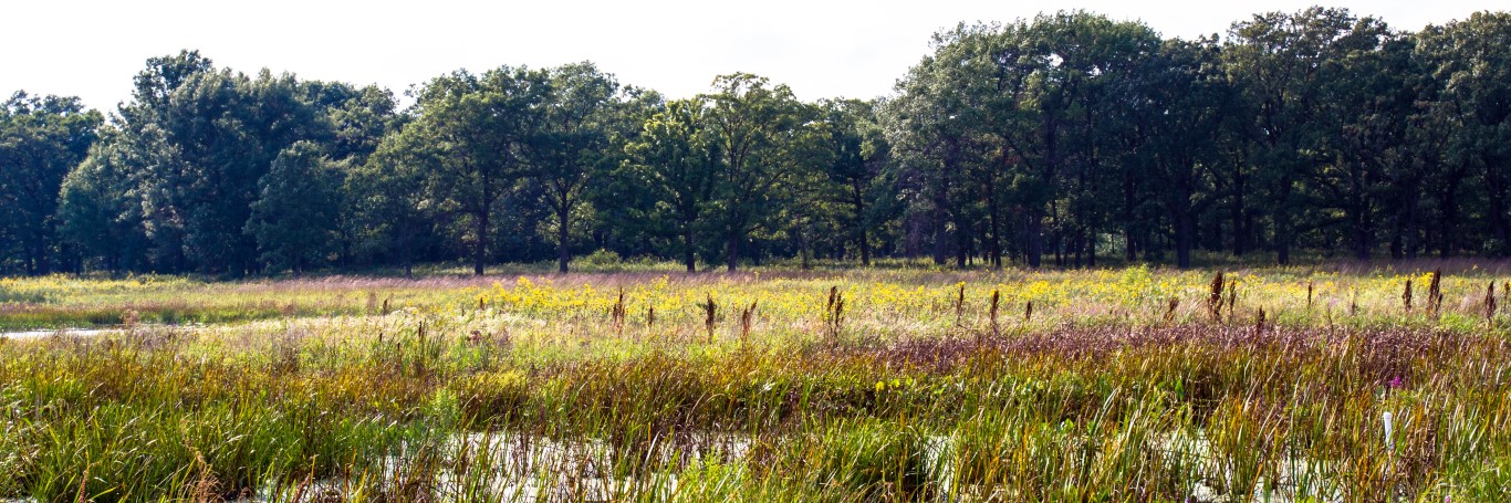 Zone humide bordée d'une lisière forestière dense, avec de hautes herbes et graminées sauvages au premier plan, illustrant un écosystème naturel préservé.